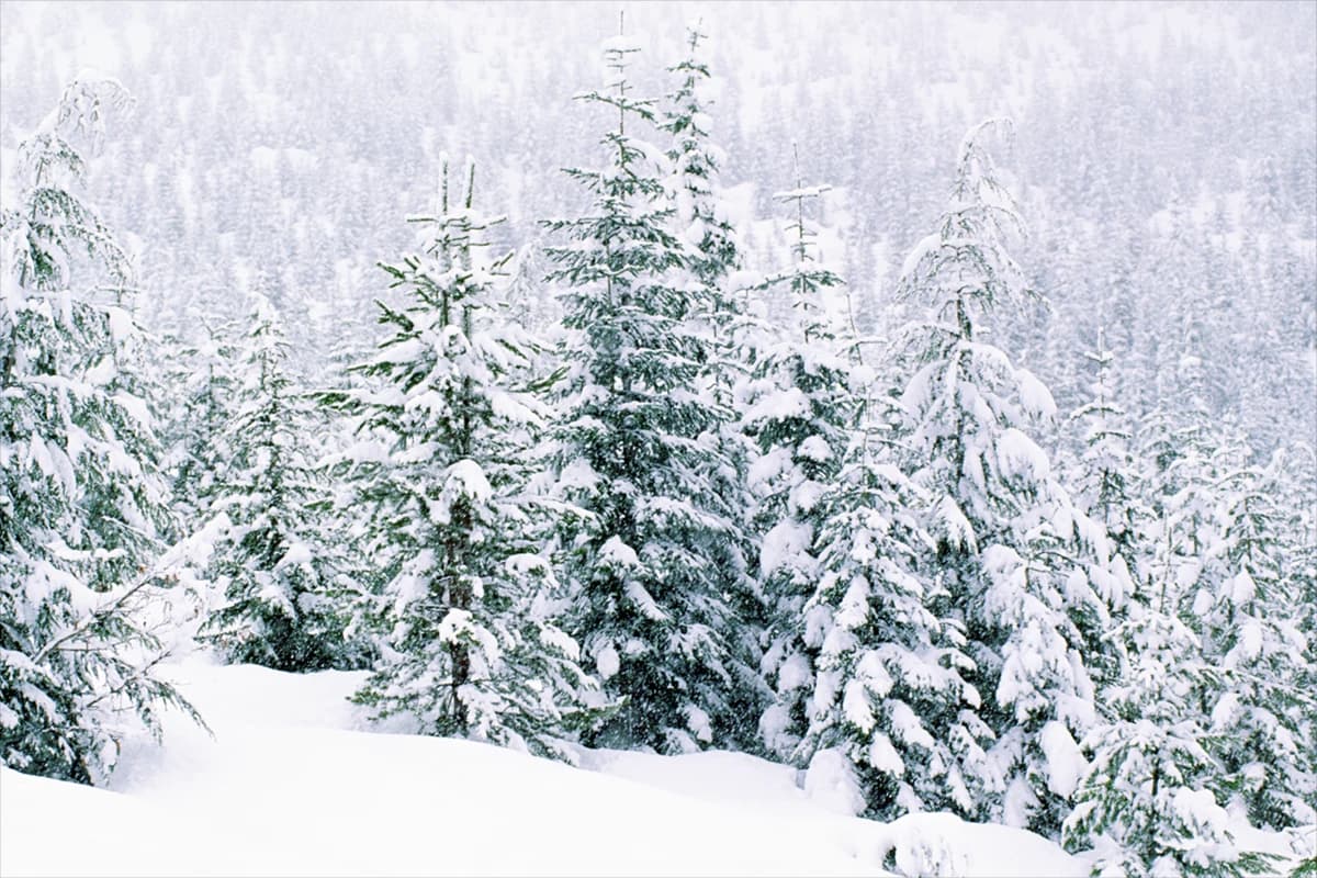 Wide aerial view of green fields and forest with distant mountains at sunset under cloudy skies.